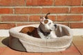 Cute dog relaxes in the sun