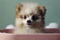 Cute dog in the bathtub, created with generative AI Royalty Free Stock Photo