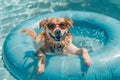 Cute dog relaxing in a summer swimming pool inflatable ring float Royalty Free Stock Photo