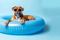 Cute dog relaxing in a summer swimming pool inflatable ring float Royalty Free Stock Photo