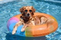 Cute dog relaxing in a summer swimming pool inflatable ring float Royalty Free Stock Photo