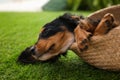 Cute dog relaxing in wicker basket on grass outdoors, closeup. Friendly pet