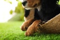 Cute dog relaxing in wicker basket on green grass, closeup. Friendly pet