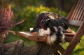 Cute dog resting on chair in garden Royalty Free Stock Photo