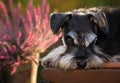 Cute dog resting in garden Royalty Free Stock Photo