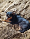 Cute dog resting in the sand due to tired of playing. Royalty Free Stock Photo