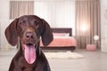 Dog in room, space for text. Pet friendly hotel