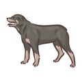 Cute dog Rottweiler breed pedigree vector illustration