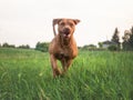 Cute dog run through the meadow in green grass Royalty Free Stock Photo