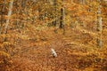 Cute dog running on colorful autumn leaves in autumn woods. Adorable swiss shepherd white dog in harness and leash relaxing in Royalty Free Stock Photo