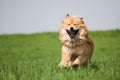 Cute dog running on the meadow