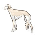 Cute dog Saluki breed pedigree vector illustration