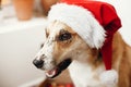 Cute dog in santa hat with adorable eyes and funny emotions sitting in festive room. Merry Christmas concept. Sweet golden doggy Royalty Free Stock Photo