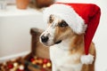 Cute dog in santa hat with adorable eyes and funny emotions sitting in festive room. Merry Christmas concept. Sweet golden doggy Royalty Free Stock Photo