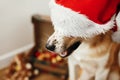 Cute dog in santa hat on eyes and funny emotions sitting in fest Royalty Free Stock Photo