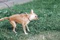 Cute dog shaking head because of itch, animal hygiene concept, h