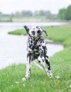 Cute dog shaking off water after swimming in al river or a lake Royalty Free Stock Photo