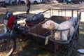 Cute dog on a sidecar motorcycle