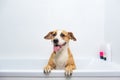 Cute dog sits in a bathtub, waiting to get washed.