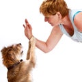 Cute dog sits up eager for a treat Royalty Free Stock Photo