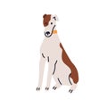 Cute dog sitting. Adorable puppy, canine animal in collar. Doggy, pup of greyhound breed. Spotted bicolor hound, spotty