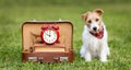 Cute dog sitting, back to school or puppy training banner Royalty Free Stock Photo