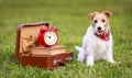 Cute dog sitting, back to school or puppy training banner Royalty Free Stock Photo