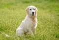 Cute dog sitting on blooming field Royalty Free Stock Photo