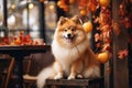 Cute dog sitting at cafe terrace on autumn city background Royalty Free Stock Photo
