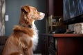 cute dog sitting in front of television, waiting for his favorite show to start