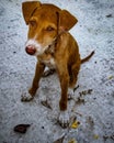 A cute dog sitting on the ground Royalty Free Stock Photo