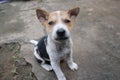 Cute dog sitting on the ground Royalty Free Stock Photo