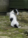 Cute dog sitting, looking back over shoulder. Royalty Free Stock Photo