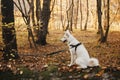 Cute dog sitting on old fallen tree in sunny autumn woods. Adorable  swiss shepherd white dog in harness and leash relaxing in Royalty Free Stock Photo