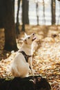 Cute dog sitting on old stump in sunny autumn woods. Adorable  swiss shepherd white dog in harness and leash in beautiful fall Royalty Free Stock Photo