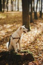 Cute dog sitting on old stump in sunny autumn woods. Adorable  swiss shepherd white dog in harness and leash in beautiful fall Royalty Free Stock Photo