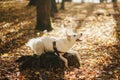 Cute dog sitting on old stump in sunny autumn woods. Adorable  swiss shepherd white dog in harness and leash in beautiful fall Royalty Free Stock Photo