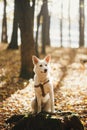Cute dog sitting on old stump in sunny autumn woods. Adorable  swiss shepherd white dog in harness and leash relaxing in beautiful Royalty Free Stock Photo
