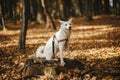 Cute dog sitting on old stump in sunny autumn woods. Adorable  swiss shepherd white dog in harness and leash relaxing in beautiful Royalty Free Stock Photo