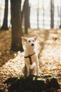 Cute dog sitting on old stump in sunny autumn woods. Adorable  swiss shepherd white dog in harness and leash relaxing in beautiful Royalty Free Stock Photo