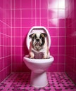 Cute dog sitting on a toilet seat in a pink bathroom Royalty Free Stock Photo