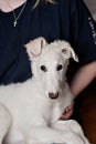 A cute dog sitting on woman's lap and looking at the camera. Playful and cute white borzoi Russian greyhound puppy Royalty Free Stock Photo