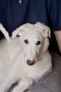A cute dog sitting on woman's lap and looking at the camera. Playful and cute white borzoi Russian greyhound puppy Royalty Free Stock Photo