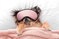 Cute dog with sleep mask in bed