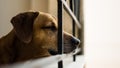 Cute dog sleeping on the balcony