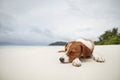 Cute dog sleeping on beach Royalty Free Stock Photo