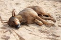 Cute dog sleeping on the beach Royalty Free Stock Photo