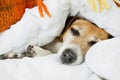 Cute dog is sleeping in bed Royalty Free Stock Photo