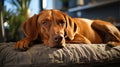 cute dog sleeping on the bed Royalty Free Stock Photo