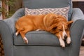 Tired dog sleeping on comfy chair Royalty Free Stock Photo